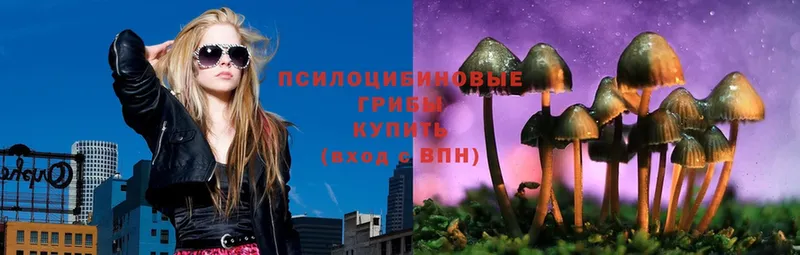 Псилоцибиновые грибы Psilocybe  Кореновск 